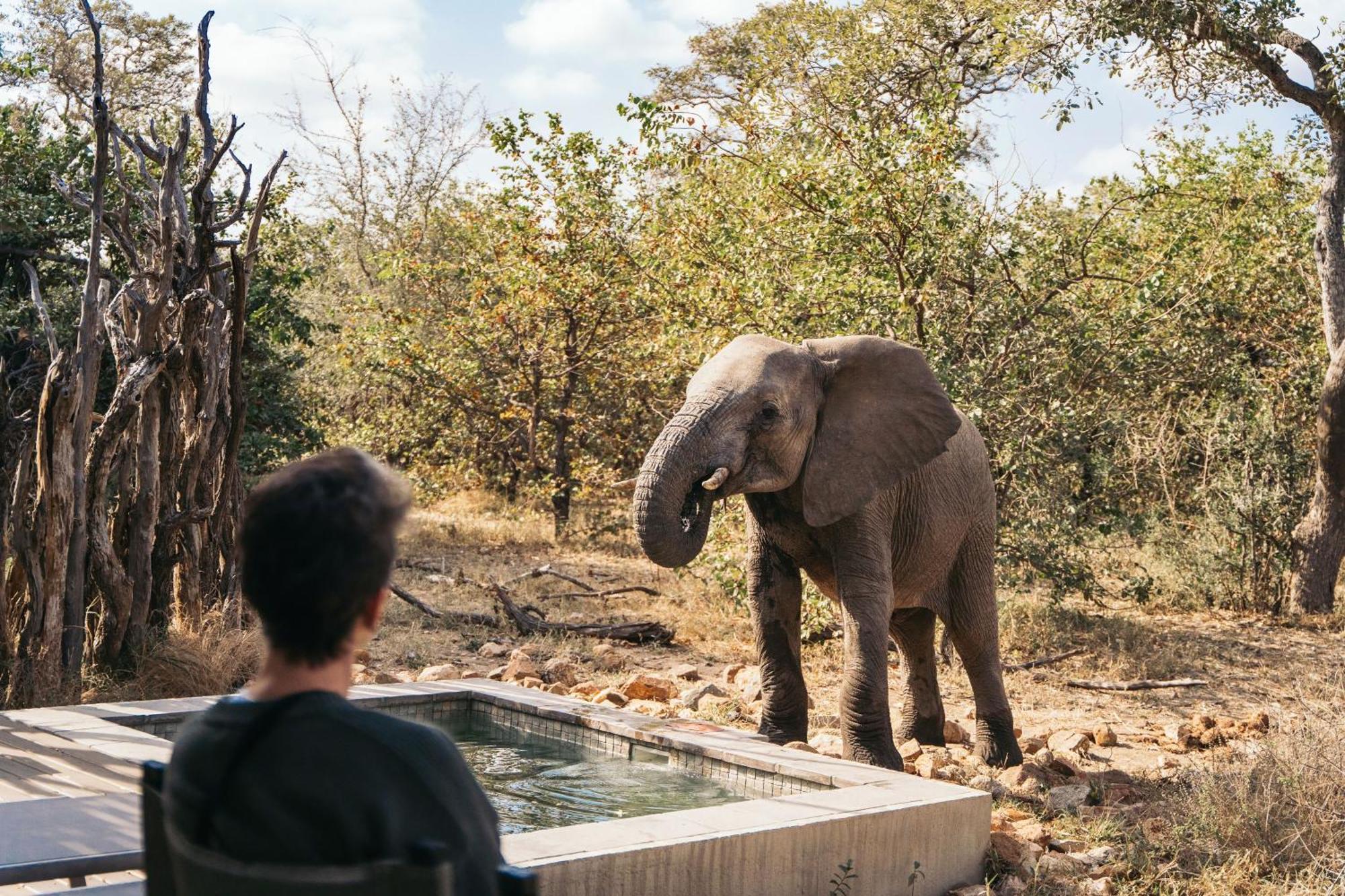 Simbavati River Lodge Резерват за дивеч „Тимбавати“ Екстериор снимка